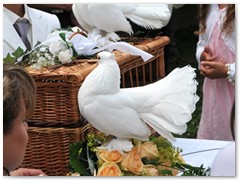 Paar 32/2 Hochzeitstauben Leipzig Markkleeberg Grimma u. v. Orte mehr