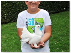 Paar 32/8 Hochzeitstauben Leipzig Markkleeberg Grimma u. v. Orte mehr