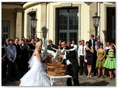Paar 16/1 Hochzeitstauben Leipzig Markkleeberg Grimma u. v. Orte mehr