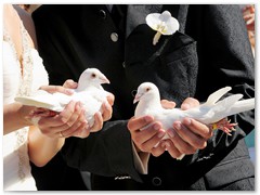 Paar 27/2 Hochzeitstauben Leipzig Markkleeberg Grimma u. v. Orte mehr