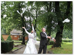Paar 7/2 Hochzeitstauben Leipzig Markkleeberg Grimma u. v. Orte mehr